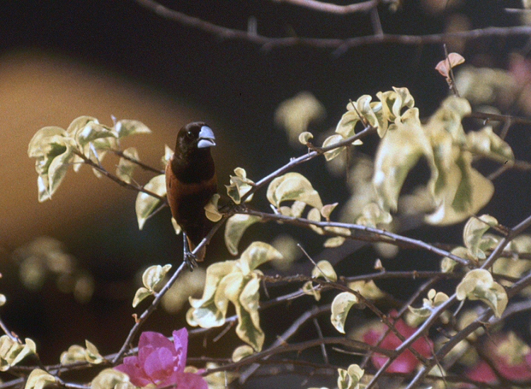 803_Zwartkop munia, Kota Kinabalu.jpg